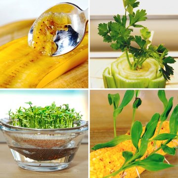 Turn any space into a mini garden with these plant hacks! 🌱💡 #gardening #diy #tips #easy #beginnerfriendly