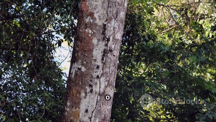 Scopri il Legno di Amazakoué_ Caratteristiche