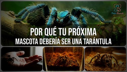 Por Qué Tu Próxima Mascota Debería Ser una Tarántula | Ventajas y Mitos