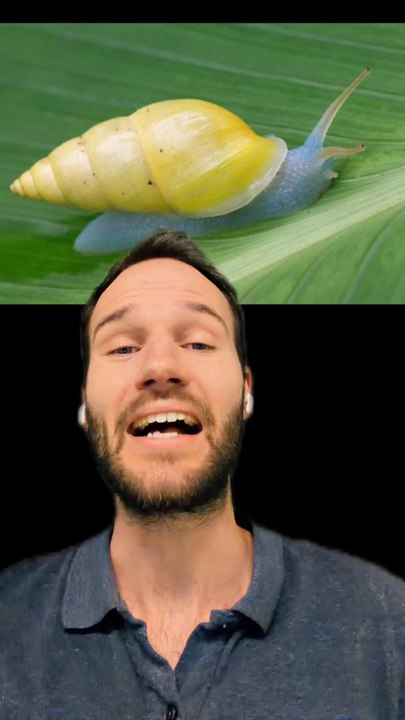 Un ESCARGOT tropical COLORÉ 🐌