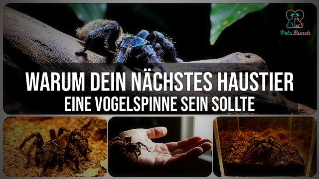 Vogelspinne als Haustier: Warum sie besser ist, als du denkst!