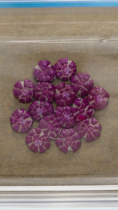 Crushing Skittles to make Skittles cake! 🟣🟡 #foodhacks #parentinghacks #shorts