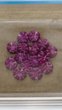 Crushing Skittles to make Skittles cake! 🟣🟡 #foodhacks #parentinghacks #shorts