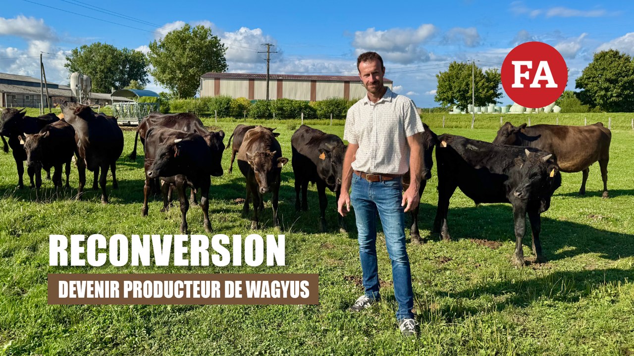 Reconversion : devenir producteur de wagyus