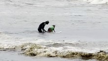 Cachorro chama atenção ao pegar onda no Farol de Santa Marta