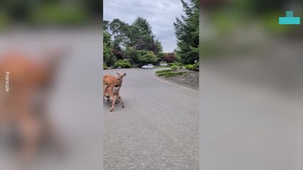 Deers Feeding in the Middle of the Road