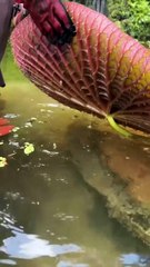 Papaya Leaf Juice Benefits for Dengue & Skin Glow 🍃 | Immunity Booster | Papita Patta Health Tips