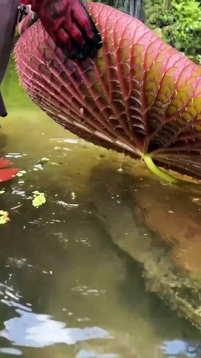 Papaya Leaf Juice Benefits for Dengue & Skin Glow 🍃 | Immunity Booster | Papita Patta Health Tips