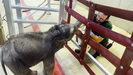 'They saved her life' - Tiny Blackpool Zoo elephant calf now thriving