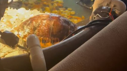 Turtle gives up on escaping but adds flair to the fall with a comical backflip