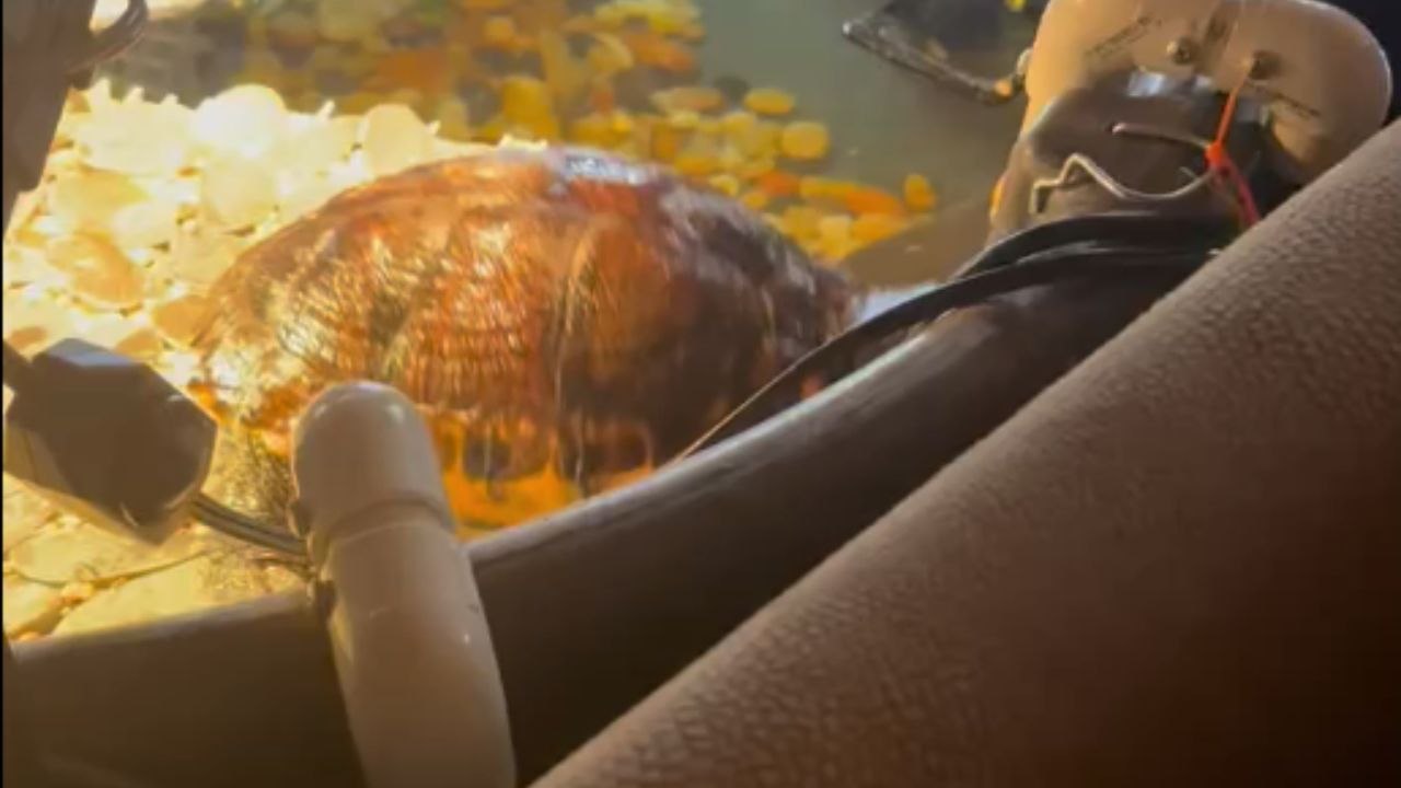 Turtle gives up on escaping but adds flair to the fall with a comical backflip