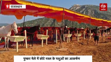 पुष्कर मेले में छोटे नस्ल के घोड़ों का जलवा, मेले में आए लोगों को लुभा रहे 21-31 इंच के घोड़े