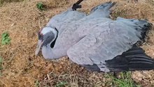 Namur: une grue cendrée atteinte de la grippe aviaire