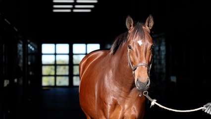 Just F Y I: Justify's Daughter Ready to Light Up Night of the Stars