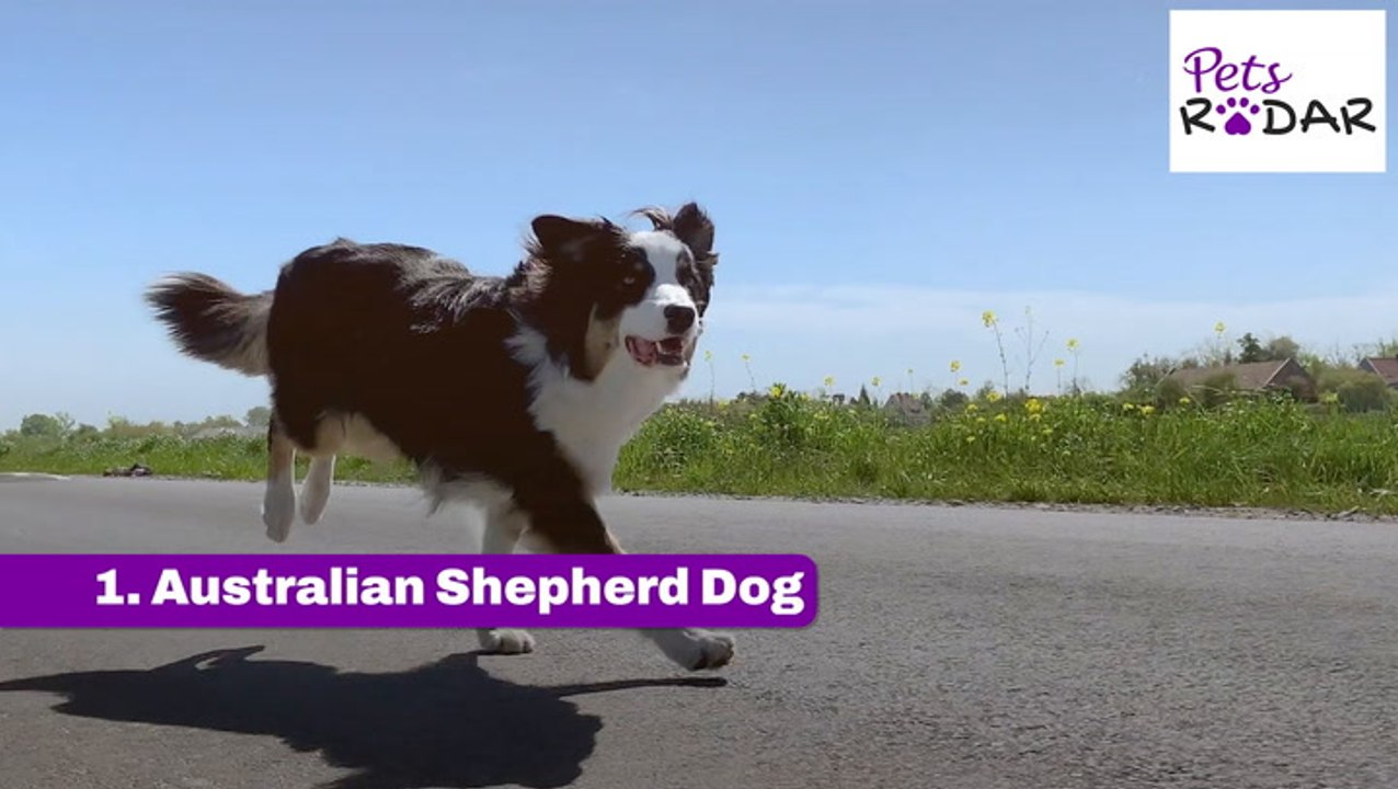 Healthiest Dog Breeds With The Least Health Issues