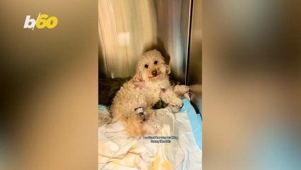 This Paralyzed Dog Takes Takes Their First New Steps!