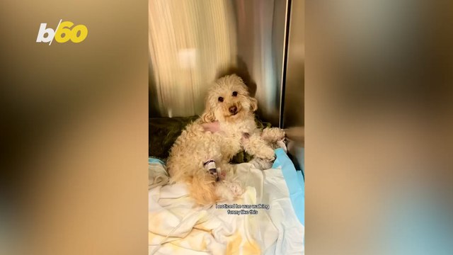This Paralyzed Dog Takes Takes Their First New Steps!