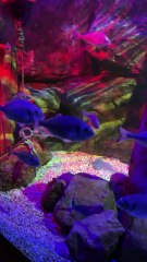 New spine-tingling after-hours event launches at SEA LIFE Blackpool this Halloween