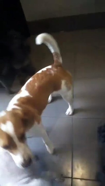 Beagle lucu