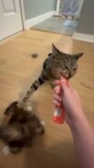 Possessive Cat Uses Her Paw to Stop Other One From Stealing Her Treat