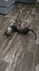 Dog Looks Like He's Twerking While Scratching Back on Floor