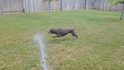 Silver Labrador Excitedly Chases Water From Hose