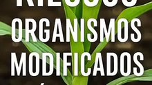 ¿Transgénicos peligrosos Lo que la ciencia no te cuenta - MetaDato (360p, h264)