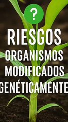 ¿Transgénicos peligrosos Lo que la ciencia no te cuenta - MetaDato (360p, h264)