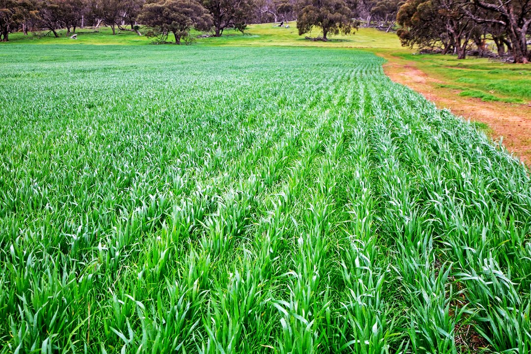 Cropping land mixed with timbered country on offer in the Mid North.