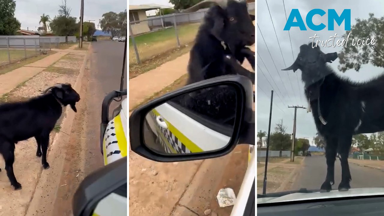 Goat joins cops on patrol in Port Douglas