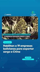 Habilitan a 19 empresas bolivianas para exportar sorgo a China