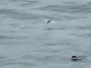 L'incredibile pesce volante