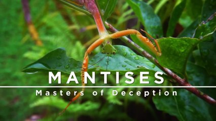 Documental - Mantis - Amas del engaño - 🌸 "La FLOR que Caza: MANTIS, el Asesino MÁS Camuflado y Letal del Planeta"