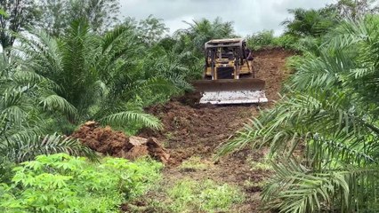 Operation Process of D6R XL Bulldozer in Road Maintenance at Oil Palm Plantations