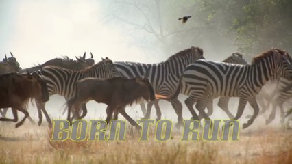 Documental - Nacidos para correr - 💨 "CARRERA por la VIDA: Los 10 Animales MÁS RÁPIDOS y sus Tácticas para NO MORIR en el Intento"