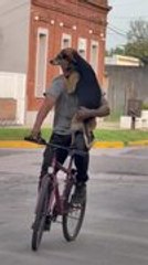 Dog Enjoys Going on Bike Rides