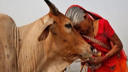Gopashtami 2025 Date Time: 29 या 30 अक्टूबर गोपाष्टमी कब है,तिथि क्या होता है | Boldsky