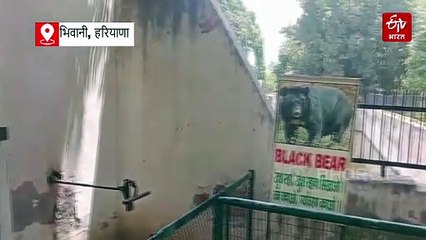 भिवानी जू में बढ़ रहा शेरों का कुनबा, गूंजी नन्हे शावकों की दहाड़, शेरनी गीता ने तीन शावकों को दिया जन्म