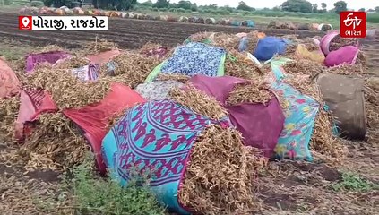 ધોરાજીના ખેડૂતોને કમોસમી વરસાદનો ફટકો, મહામોલા પાક પર પાણી ફર્યું