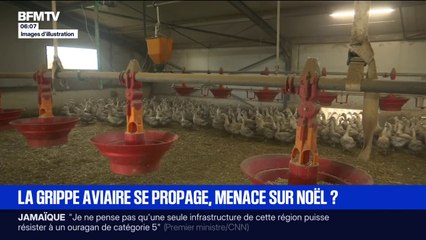 Plusieurs foyers de grippe aviaire identifiés en France