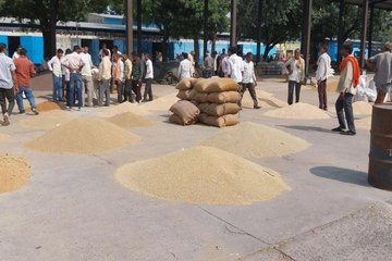 swm news: इस कारण से जिले में बाजरे की आवक तीन गुना तक घटी