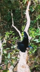The mating ritual of a pair of birds of paradise