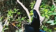The mating ritual of a pair of birds of paradise