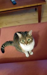 Good Morning! What Can We Spoil Today? :) 😹☀️ #cat #shorts #funny #funnycats #funnyanimals #funniestcats #cutecats #Cuteanimals #goodmorning #morning #plan #viralcats #viralvideo #fyp