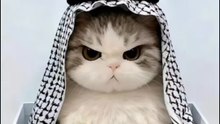 Cute Cat From Hajj