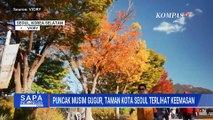 Musim Gugur di Korea Selatan, Panorama Seoul Grand Park Diselimuti Keemasan Dedaunan | SAPA PAGI