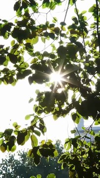 He is a high-ranking figure on campus, with countless suitors, but he falls in love with an ordinary girl. For her, he steps down from the altar, deliberately approaches her, fights openly and secretly, and takes her back to his side. He pampers the ordin