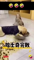 Husky and Labrador eating food funny videos  #husky #Labrador #dog #funnypets #shortsvideo #funny (1)