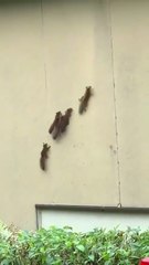 The Great Squirrel Adventure | A Heartwarming Family Journey in the Forest