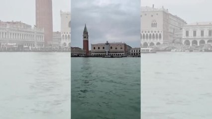 I salti di Mimmo, il delfino di Venezia che tutti cercano di salvare: il video